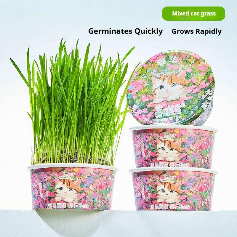Soil-free cat grass treat cans for cats