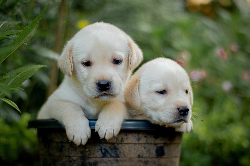 Puppies
