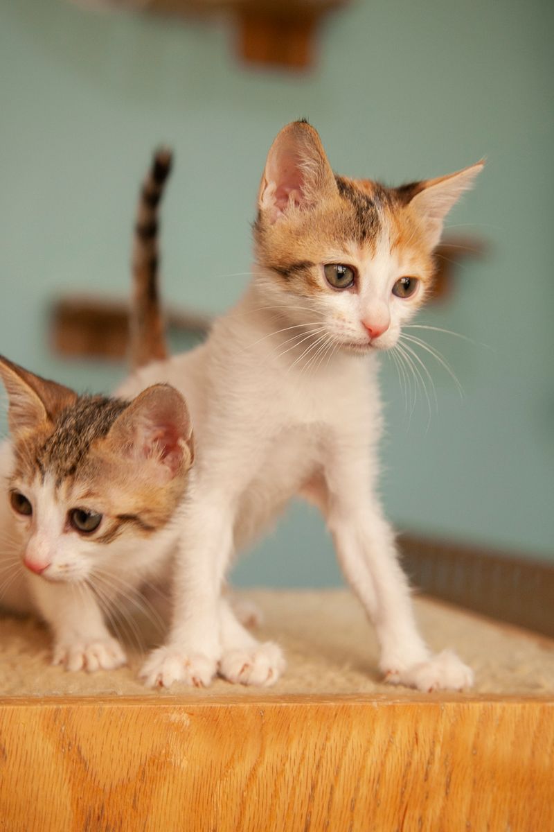 Kittens